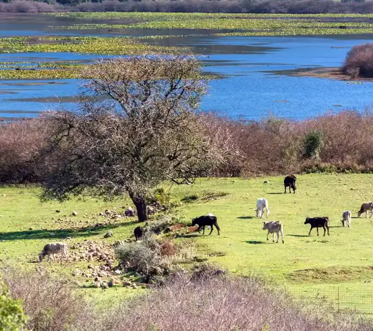 Parga – Kalodiki Marshland